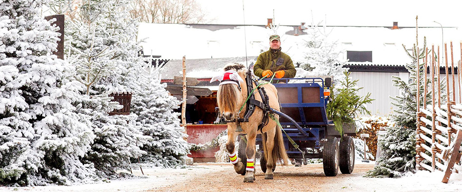 Destination Kostas Julmarknad